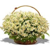 Новинки месяца