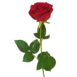 Купить цветы поштучно с доставкой в Минске